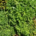 Heuchera x 'Malachite'
